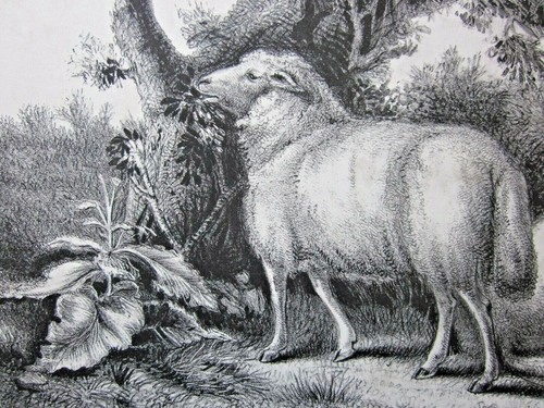 c1825 Litografia pecora Rogers after Morland decano & animale monday stampa antica - Foto 5 di 10