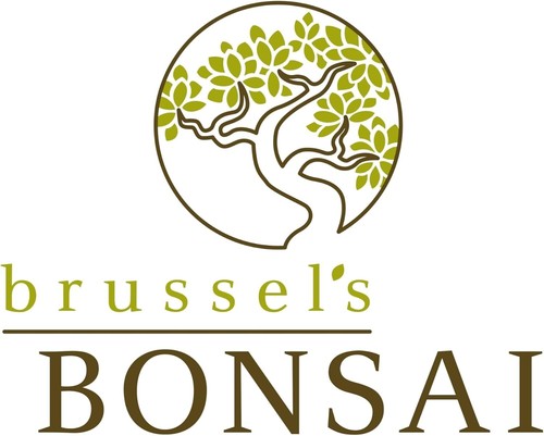 Lush Outdoor Juniper Bonsai Tree - 4" to 6" in Decorative Container, Easy Care - Picture 8 of 8