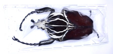 GOLIATHUS goliathus ab. apicalis - Cameroon - A1 Male 86mm from Wild ..!