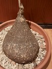 Picture 20 of 22