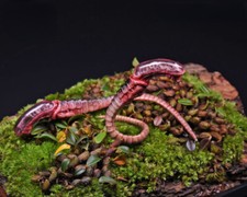 Fire Girl Toys FG027 1/6 scale Chestburster Alien Larva Action Figure Model Gift