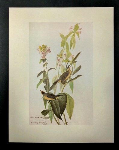 John James Audubon Birds Wilson's Warbler Vintage Libro Placa Arte Impresión 378 - Imagen 2 de 3