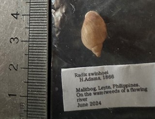 COLLECTION COQUILLAGE EAU DOUCE : RADIX SWINHOAI