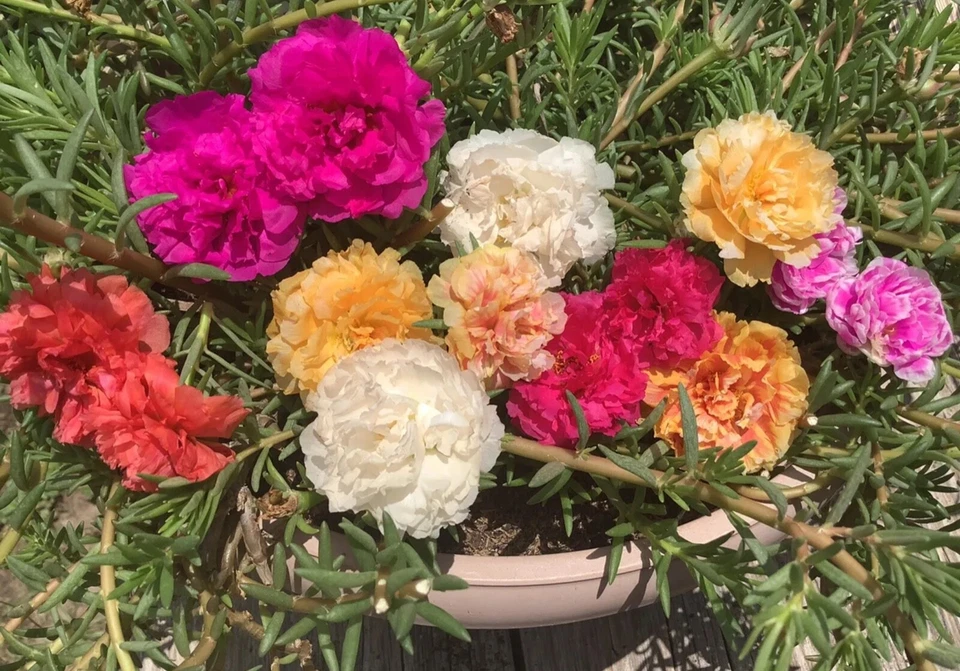 COLOR MIXES Grandiflora Portulaca Moss Rose Cuts Plants - READ DESCRIPTION - Image 3 of 4