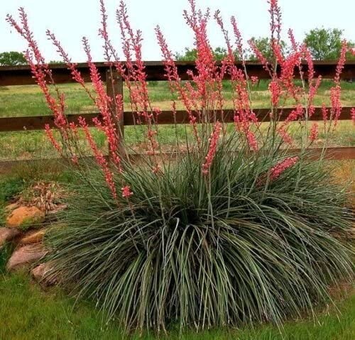 Agave Yuca Esperaloe  Paviflora Red 100 seeds Mexico - Picture 1 of 6