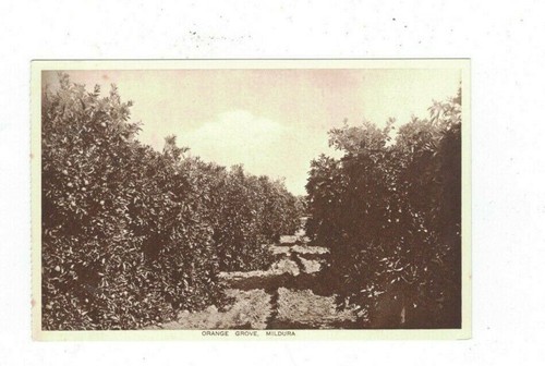 Australia Postcard, ORANGE GROVE, MIDURA Vic