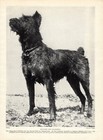 1930s Antique Bouvier des Flandres Dog Print Sheepdog of Flanders Print 6100a