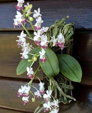 Phalaenopsis parishii Dark Lip choice miniature orchid species BLOOM SIZE