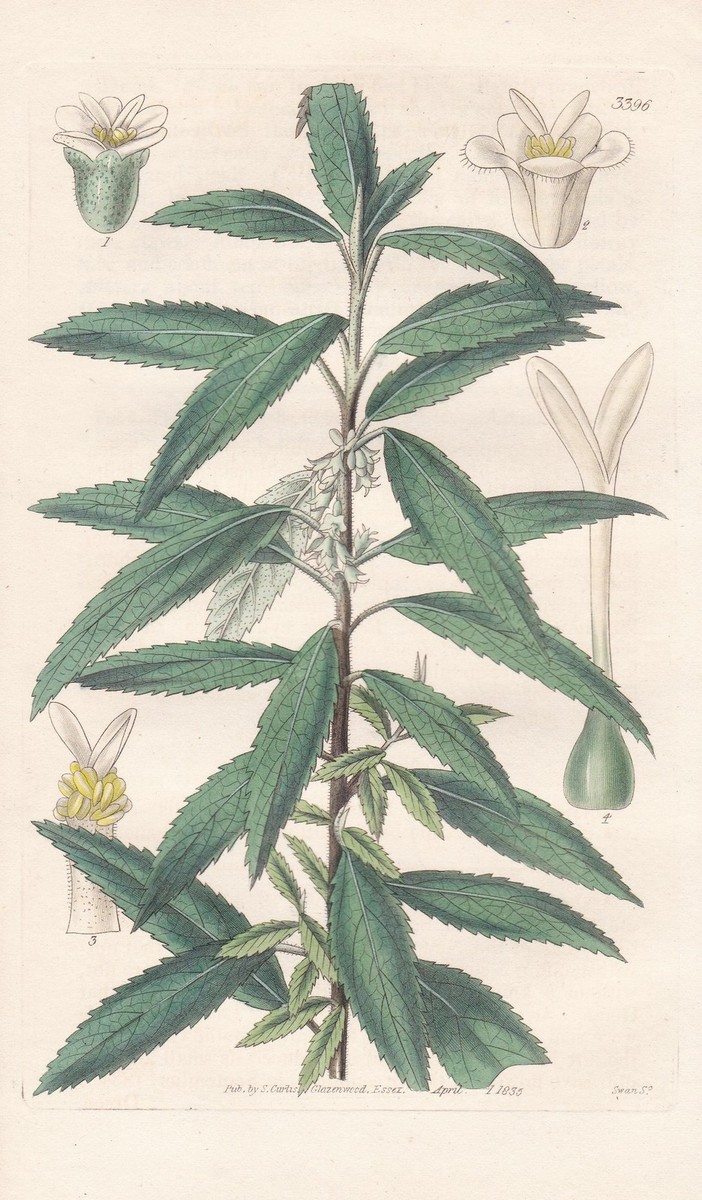 Plagianthus Sidoides Botanik flower botany engraving Kupferstich