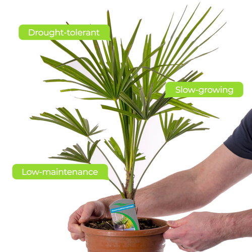Chamaerops Humilis European Fan Palm Plant Hardy Rare Exotic Outdoor Palm Tree - Picture 22 of 26
