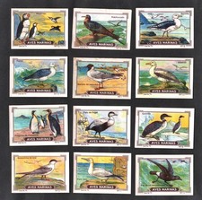 Sea Birds Rare Spanish Issue Nestle 1925 Poster Stamp Card Set Penguin Gulls