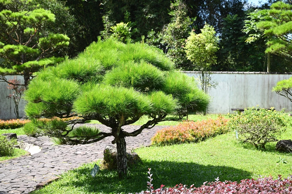 10 RED JAPANESE PINE TREE Korean Pinus Densiflora Evergreen Seeds *Flat S/H - Image 3 of 4