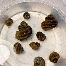 3 Mystery Snails Asian Ringed Apple Snail Freshwater Snails No Baby Snails Pond