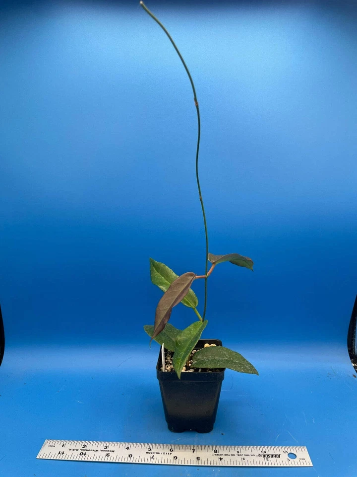 Hoya Kaimuki Fully Rooted Grown In 3.5" pot - SO HEALTHY! - Image 4 of 4