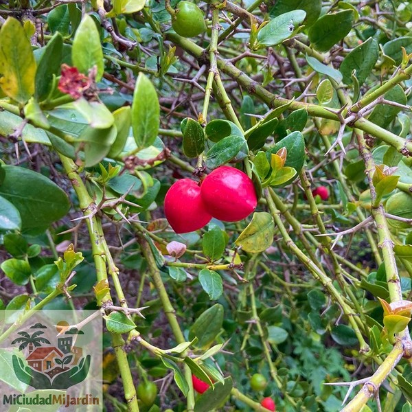 10 Semillas Carissa Macrocarpa · Natal Plum · Cerezo de Natal · Arbusto Tropical