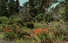 Vintage Montbretia Peat Bog Mendocino Coast Botanical Gardens Fort Bragg