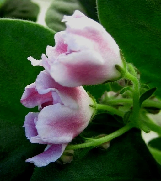 PLANTA VIOLETA AFRICANA ~ RM-Volshebnyi Tiul'pan (Rus) 'Tulipán mágico' maceta RARA Foto 3 de 4