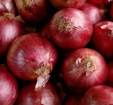 RED CREOLE ONION SEEDS 200+ allium SHORT DAY vegetable GARDEN FREE SHIPPING