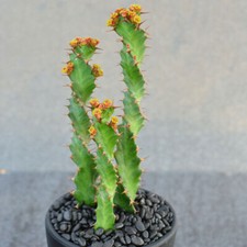 3pcs 6-8cm cactus Succulent plants Euphorbia tortiyama flowering Garden plant