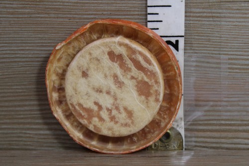 Vintage milk bottle cap CLOVERDALE CREAMERY Centerville 103 Homogenized Milk Cow - Picture 4 of 5