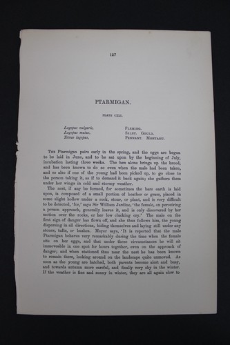 Birds, Nests, Eggs, F.O.Morris, 1875 - Picture 2 of 3