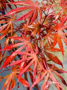 sansen-nursery on eBay
