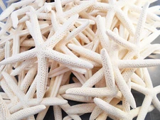 24 White Pencil (Finger) Starfish 2-3" Beach Wedding Nautical Decor Art & Crafts
