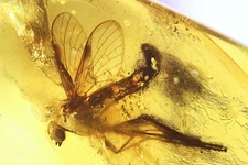Snipe Fly Rhagionidae. Fossil insect in Baltic amber #10806