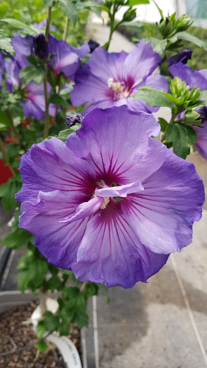 Hibiscus syriacus Ultramarine II althéa bleu lavande arbuste facile sans eau