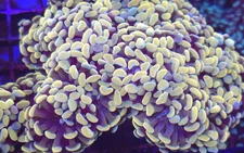 Gold Stem Hammer * Euphyllia * Live Coral Frag * AJs Aquariums