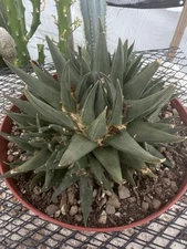 XXL Rare Special cactus Trigonus Cluster Collectors Plant 10 Heads!!!