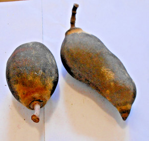 2 X ABORIGINAL BOAB TREE NUTS  DRIED OUT  YINDJIBARNDI TRIBE PILBARA WA