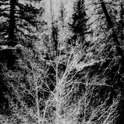 Budding Aspen; Wolf Creek Pass area, CO. Large Format 4x5 B&W Photo, 19"x24½". - Picture 2 of 3