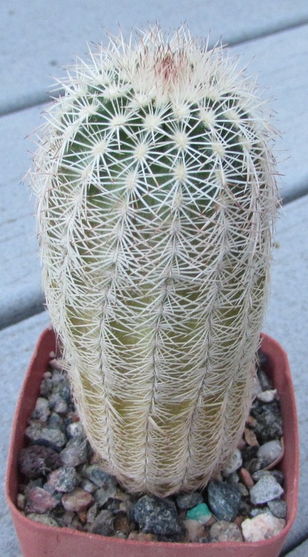 Echinocereus reichenbachii caespitosus, without a pot 2,5"