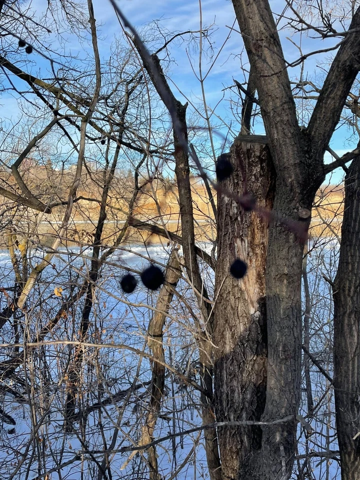 Chokecherry Seeds Prunus Virginiana 15 Fresh Hardy Fruit and Landscape Tree - Image 3 of 4