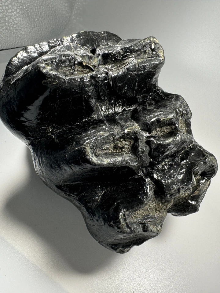 Georgia Mastodon Fossil Tooth/Molar With Partial Root Mammal Fossil Not Mammoth - Image 4 of 4