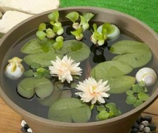 NYMPHAEA AMPLA WHITE - NINFEA BIANCA, 10 SEMI SELEZIONATI