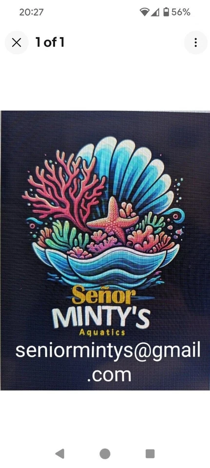 Jumbo Gigas - Tridacna Clam WYSIWYG - 反转 — 第 3/3 张图片