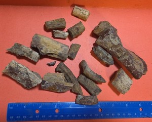 Early mammal fossil bones 55 Million Years Old northwest Wyoming misc