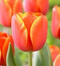 Ad Rem Tulip Bulbs for Planting