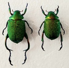 Chrysophora Chrysochlora Metallic Green Pair of Beetles Set (A1) #D22 Entomology