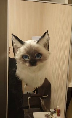 Realistic Ragdoll Cat Fursuit Head Moving Jaw 3D Printed Mask Blue Eyes Cosplay