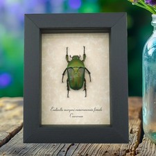 Eudicella for collectors | rare Cetoniidae