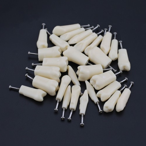 Kilgore Nissin 200 Dental Typodont Mounting Pole 28PCS Teeth Model Replacement - Picture 28 of 50