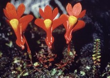 Dendrobium vannouhuysii miniature orchid species Rare New Guinea