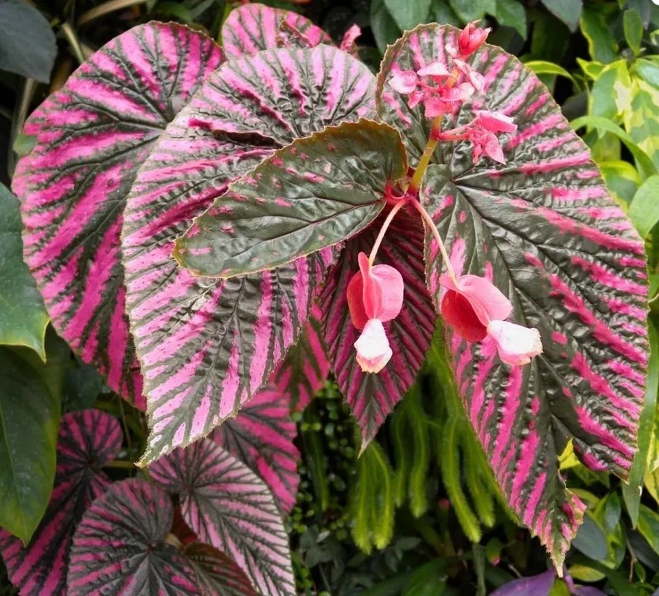 Begonia Brevirimosa Exotica Red Live Plant - 4-6" Tall - Exotic Foliage - Image 3 of 4
