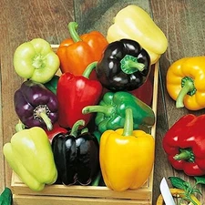 120+ RAINBOW BELL PEPPER SEED MIX - Colorful Mix - 7 Different Strains --- FRESH