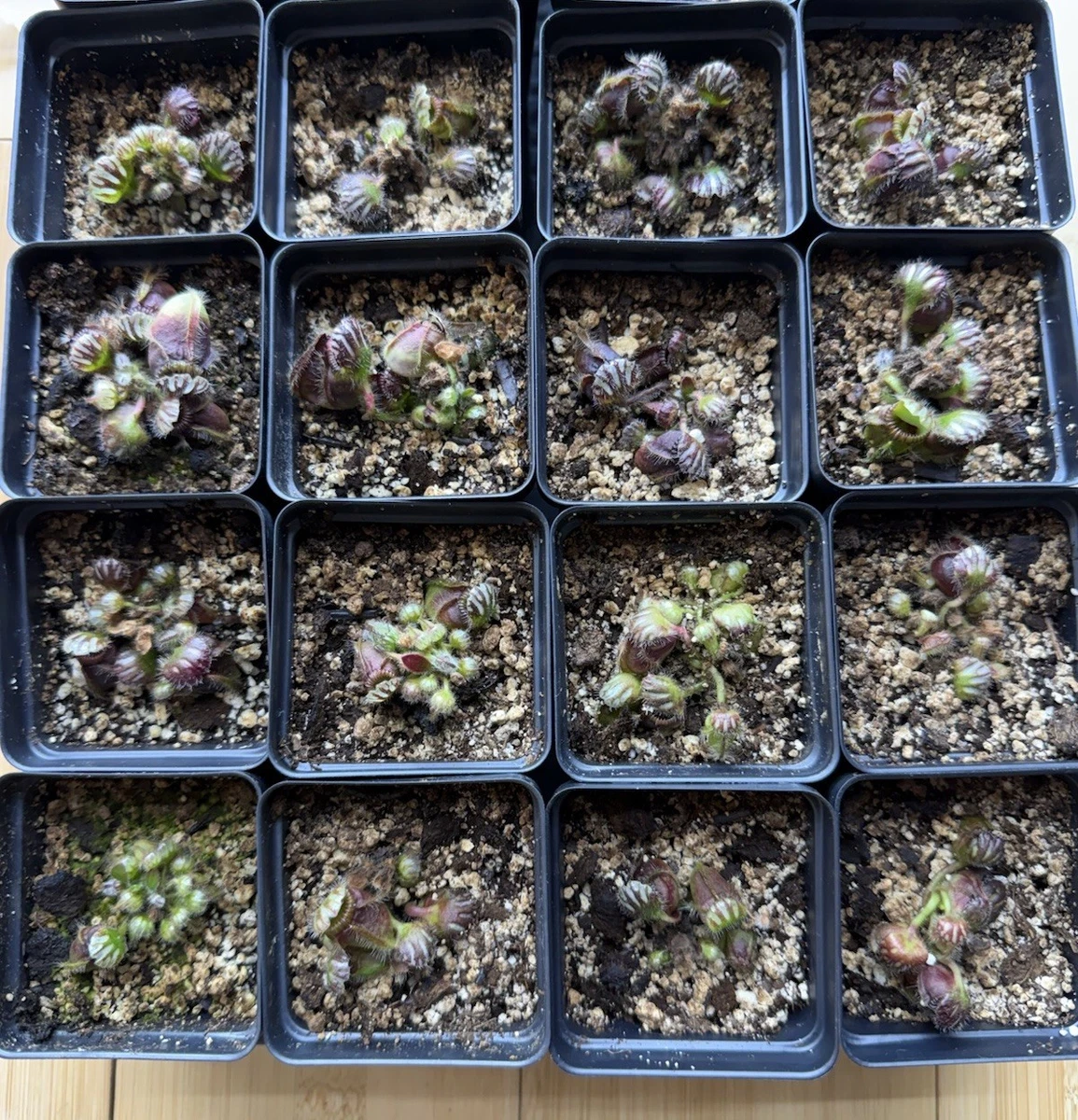 Cephalotus Carnivorous Plants for sale - eBay