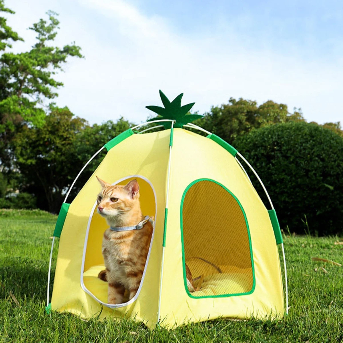 Pineapple dog on sale house