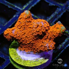 (H8) Bubblegum Digi - WYSIWYG Live Coral Frag